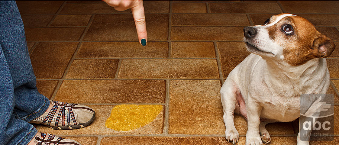 Chiot urine dans la maison.