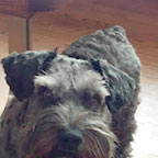 Flanelle Schnauzer