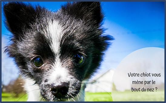 Cours de dressage de chien