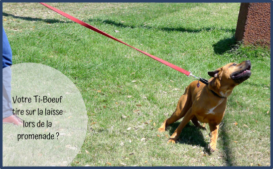 Cours de dressage de chien